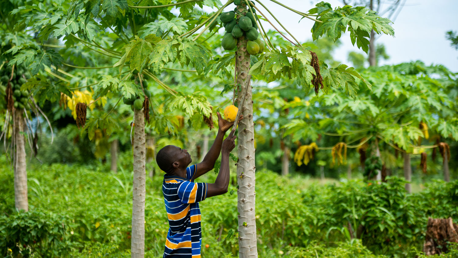 Exploitants agricoles au Togo