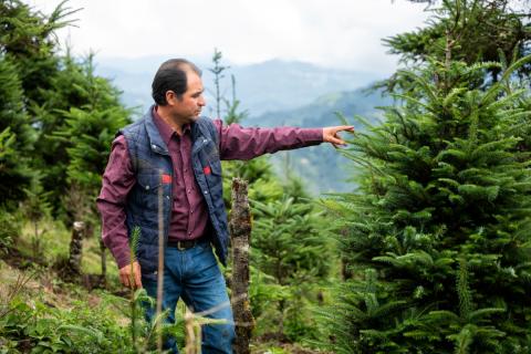 Un homme pointe du doigt un sapin dans une forêt