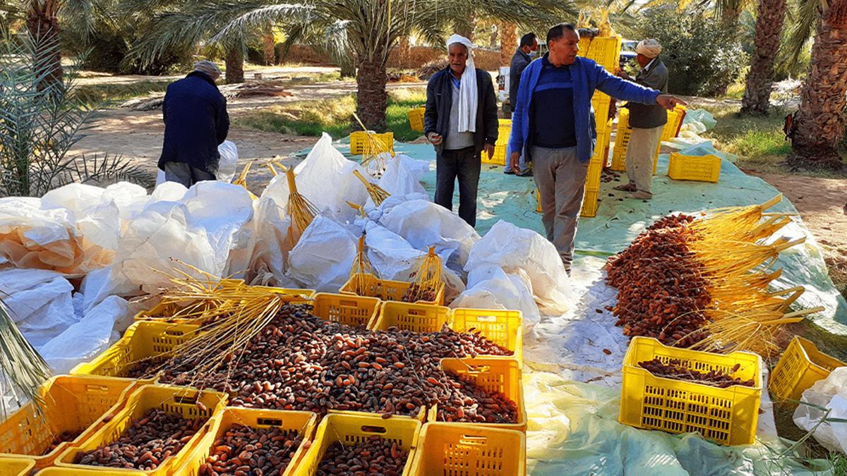 Projet SSNUP finalisé : la modernisation des opérations de transformation de dattes en Tunisie