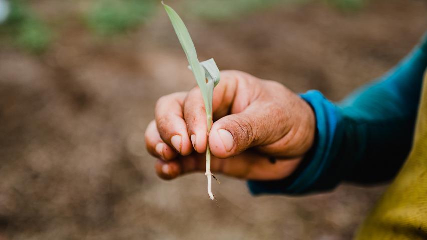 A hand holding a corn shoot