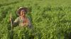 Woman in a field. Copyright: Shutterstock