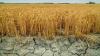 Arid field. Copyright: Shutterstock