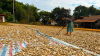 Femme en train de retourner du manioc