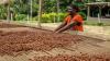 Mujer africana secando granos de cacao