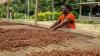 Femme africaine séchant des fèves de cacao