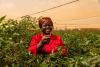 Kenyan chili farmer Copyright Cultural Video Production Ltd