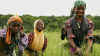 agriculture femmes afrique