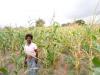 Une femme africaine dans un champs