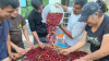 People pour coffee beans into a sieve